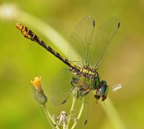 Male
2011_05_29_Rabun